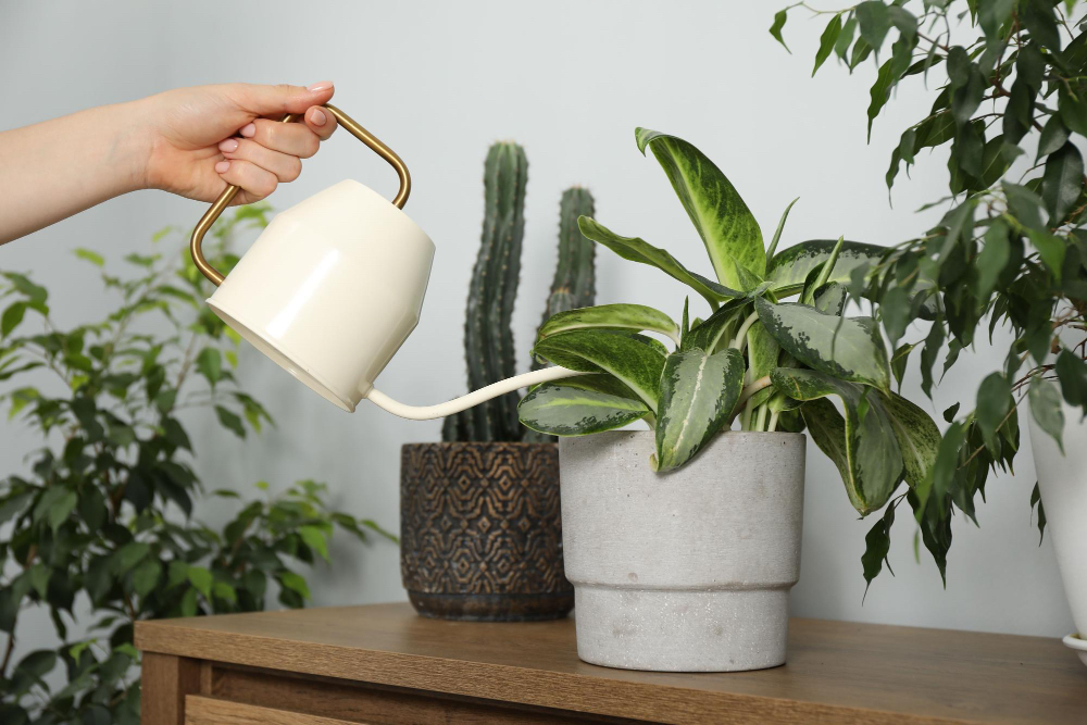 Plante décoration arroser